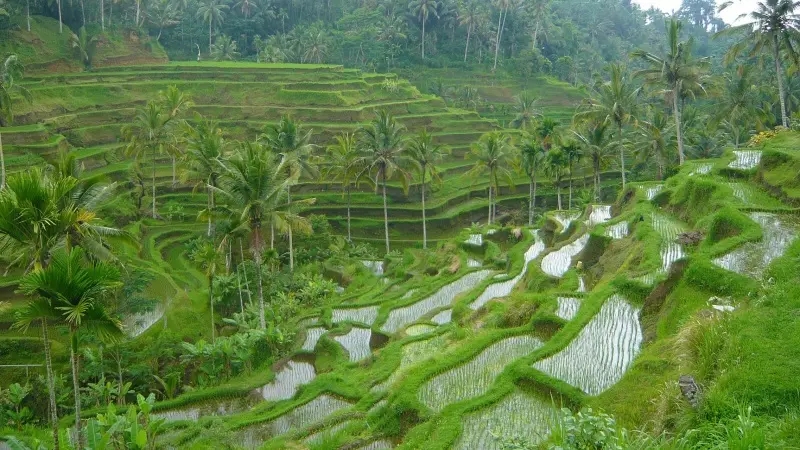 Ceking Rice Terrace, Bali’s Scenic Masterpiece of Traditional Agriculture